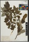 Foto von Salix appendiculata Vill. x Salix caprea L.